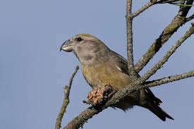 Attēlu rezultāti vaicājumam “Loxia pytyopsittacus”