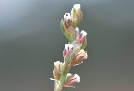 Attēlu rezultāti vaicājumam “Polygonum aviculare flower”