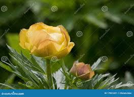 Attēlu rezultāti vaicājumam “Trollius europaeus bud”