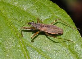 Attēlu rezultāti vaicājumam “Nabidae”