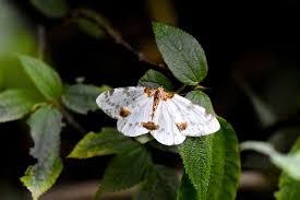 Attēlu rezultāti vaicājumam “Abraxas sylvata larva”