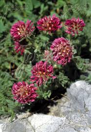Image result for Anthyllis vulneraria rubra