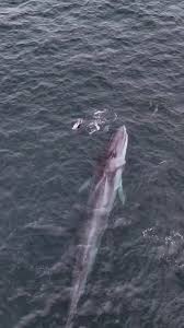 Image result for Ilfracombe Orcas Octopush Club