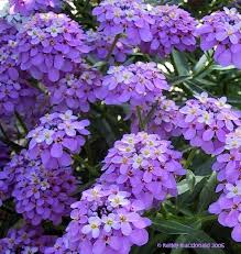 Image result for Iberis umbellata