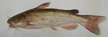 Image result for Ameiurus catus