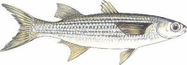 Image result for Mugil liza