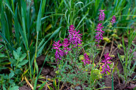 Attēlu rezultāti vaicājumam “Fumaria officinalis flower”