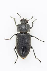 Attēlu rezultāti vaicājumam “Glischrochilus quadripunctatus”