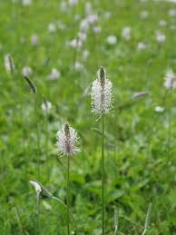 Attēlu rezultāti vaicājumam “Plantago media flower”