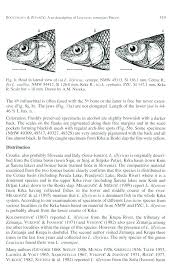 Image result for Squalius cephalus cavedanus