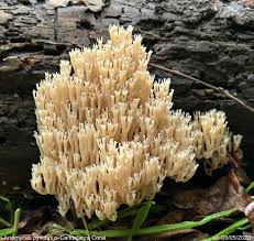 Attēlu rezultāti vaicājumam “Clavicorona pyxidata”