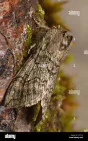 Attēlu rezultāti vaicājumam “Achlya flavicornis”