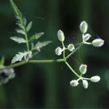 Attēlu rezultāti vaicājumam “Torilis japonica fruit”