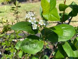 Attēlu rezultāti vaicājumam “Aronia melanocarpa leaf”
