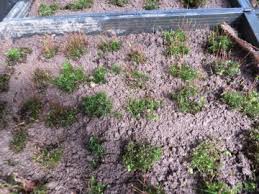 Attēlu rezultāti vaicājumam “Atrichum undulatum sporophyte”