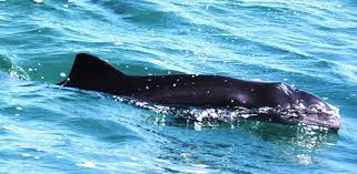 Image result for Phocoena phocoena