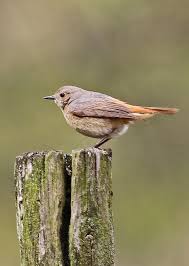 Attēlu rezultāti vaicājumam “Phoenicurus phoenicurus female”
