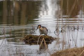 Attēlu rezultāti vaicājumam “Podiceps cristatus nest”