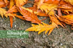 Attēlu rezultāti vaicājumam “Fagus sylvatica fo. laciniata”