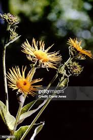 Attēlu rezultāti vaicājumam “Inula helenium flower”