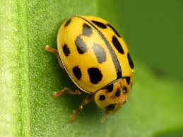 Attēlu rezultāti vaicājumam “Propylea quatuordecimpunctata”