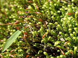 Attēlu rezultāti vaicājumam “Fissidens pusillus sporophyte”