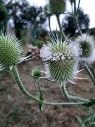 Image result for Dipsacus laciniatus