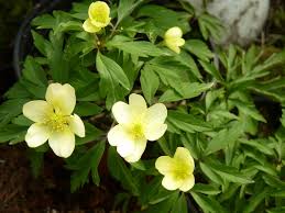 Attēlu rezultāti vaicājumam “Anemone x lipsiensis leaf”