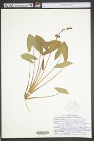 Attēlu rezultāti vaicājumam “Alismataceae”