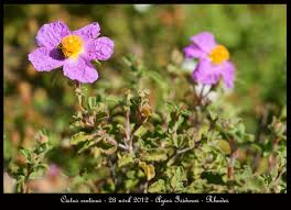 Attēlu rezultāti vaicājumam “Cistaceae”