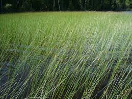 Attēlu rezultāti vaicājumam “Harpanthus flotovianus cells”