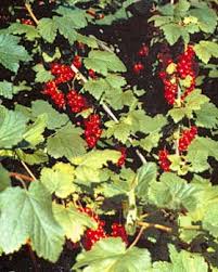 Attēlu rezultāti vaicājumam “Ribes spicatum”