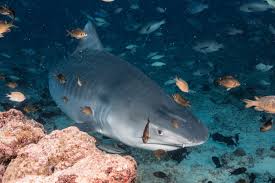 Image result for Galeocerdo cuvier