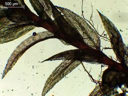 Attēlu rezultāti vaicājumam “Pohlia cruda”