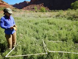 Attēlu rezultāti vaicājumam “Cribraria rubiginosa stalked”