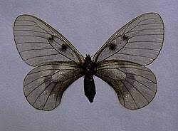Attēlu rezultāti vaicājumam “Parnassius mnemosyne underside”
