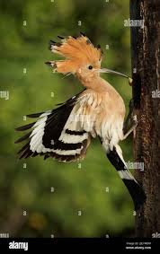 Attēlu rezultāti vaicājumam “Upupa epops”