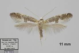Attēlu rezultāti vaicājumam “Argyresthia spinosella”
