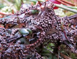 Attēlu rezultāti vaicājumam “Badhamia lilacina macro”