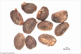 Attēlu rezultāti vaicājumam “Paris quadrifolia fruit”