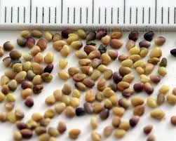 Attēlu rezultāti vaicājumam “Trifolium pratense”