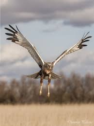 Image result for Pembrokeshire Harriers