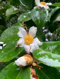 Attēlu rezultāti vaicājumam “Fraxinus excelsior Pendula female flower”