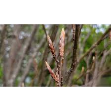 Attēlu rezultāti vaicājumam “Reticularia jurana young”