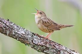 Image result for Locustella lanceolata