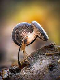 Attēlu rezultāti vaicājumam “Physarum cf. diderma”