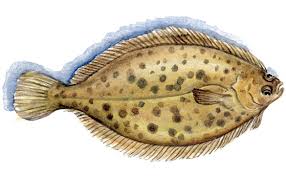 Image result for Microstomus kitt