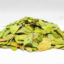 Attēlu rezultāti vaicājumam “Arctostaphylos uva-ursi leaf”