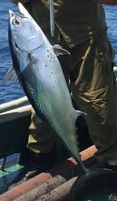 Image result for Euthynnus alletteratus