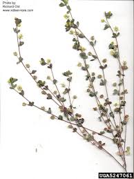 Attēlu rezultāti vaicājumam “Trifolium dubium fruit”